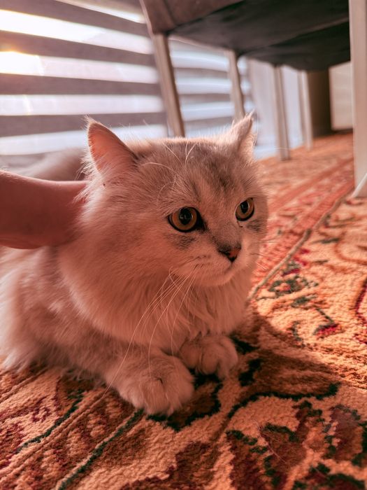 Котенок 10месяцев