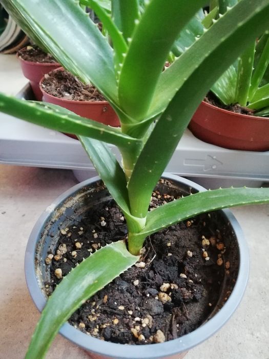 Алое Вера лечебно