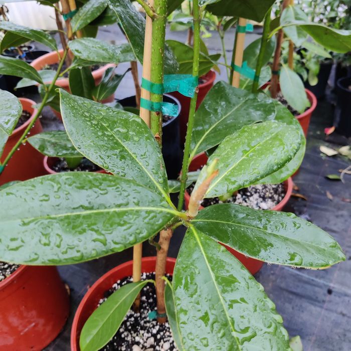 Магнолия Грандефлора/Magnolia Grandiflora