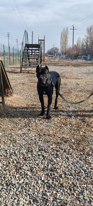 Кане корсо ждет  невесту