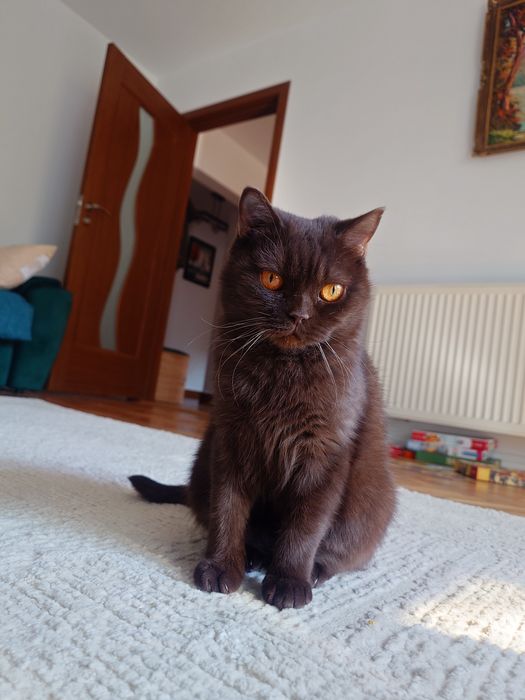 British shorhair chocolate cu pedigree