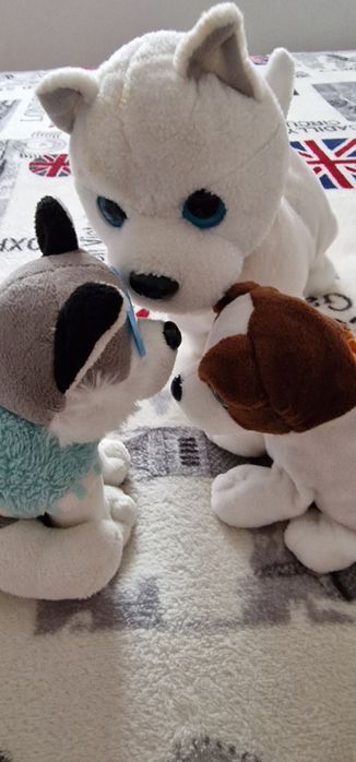 Lot cățeluși drăguți