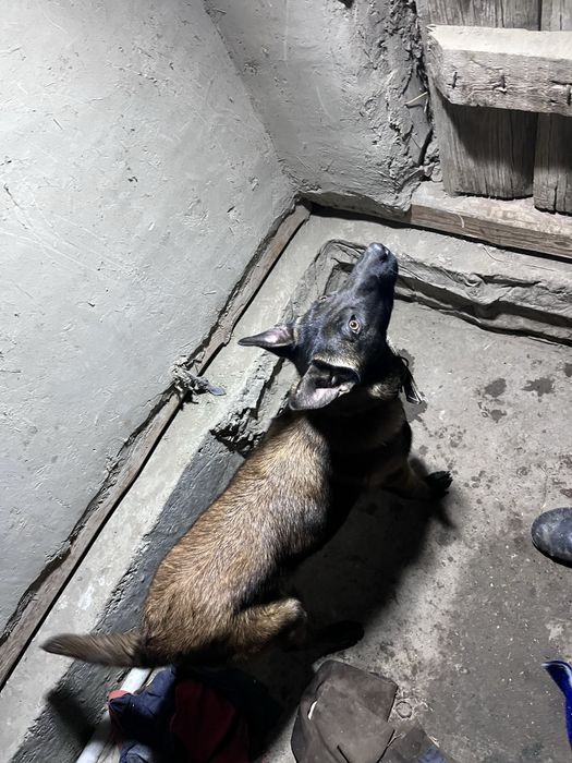 Malinua Belgiya afcharka