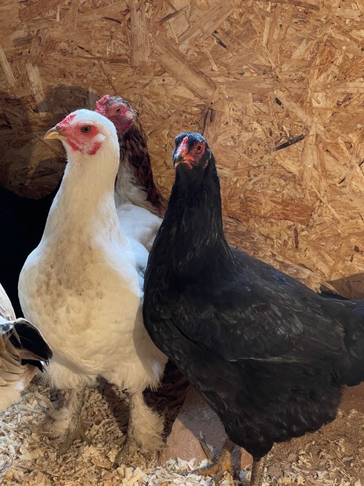 Домашний тауықтар сатылады