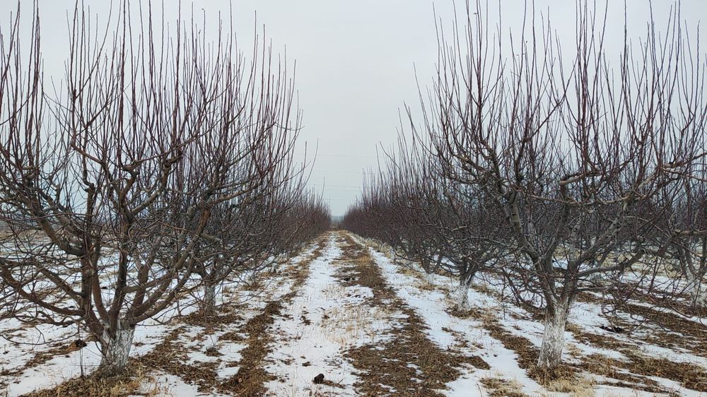 Яблоневые сады, яблоки
