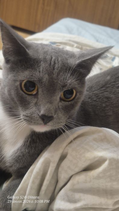 Отдам котенка 1 год