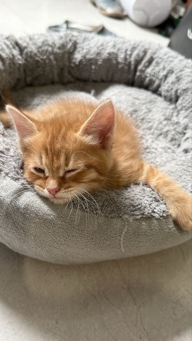 Котенок в добрые руки