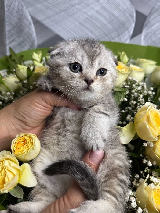 вислоушки мальчики