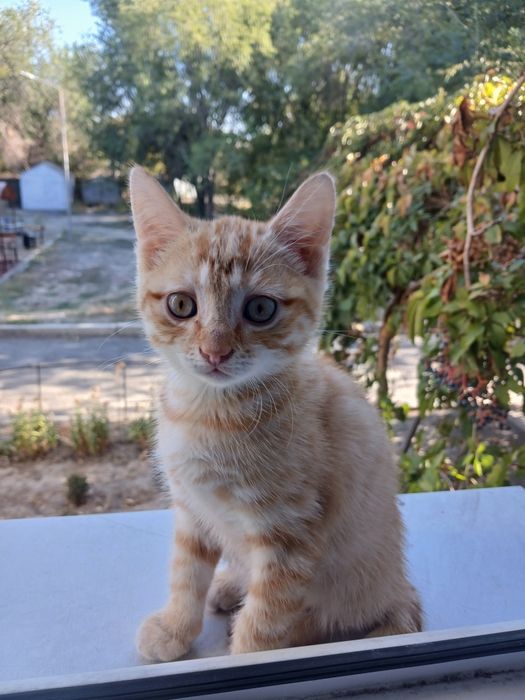 Отдам котят в добрые руки