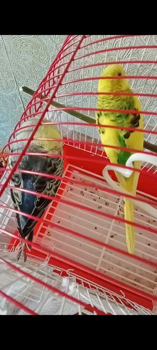 волнистые попугаи