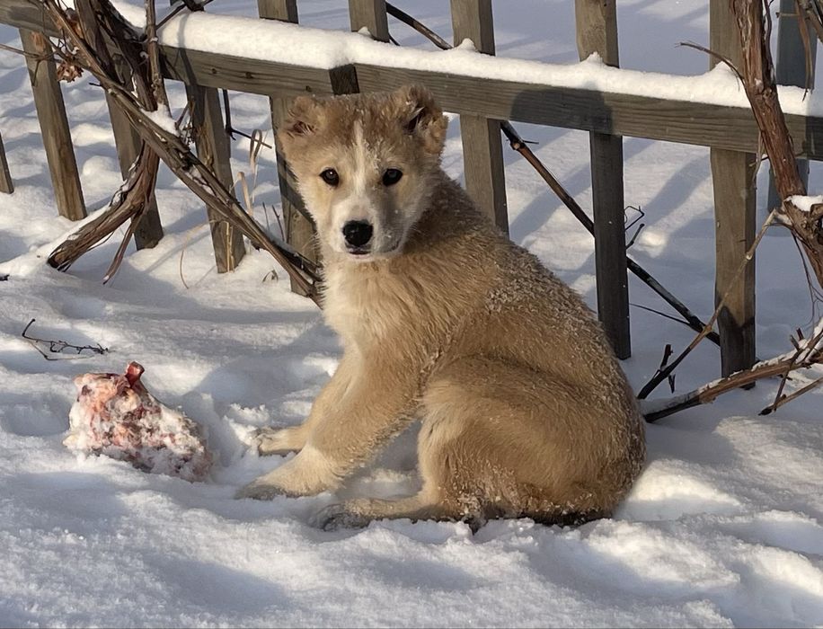 Щенок тобета девочка срочно