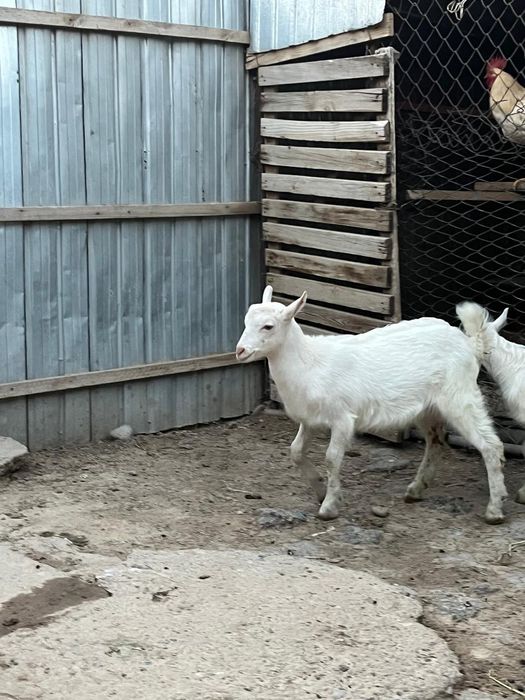 Теке лақтар сатылады