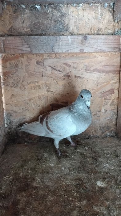 Porumbei voiajori...