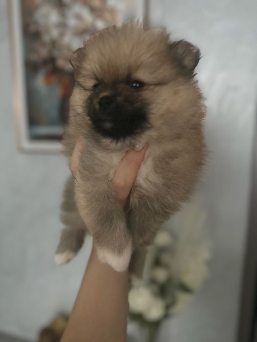 Готовятся к продаже Шпицы помиранцы девочки