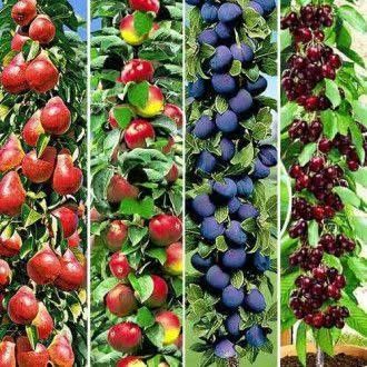 Pomi fructiferi columnari