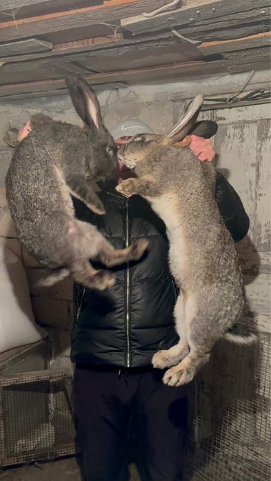 Продам кролики Микс