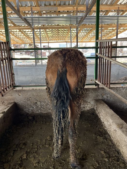 Семиз Еркек Тай Жеребят