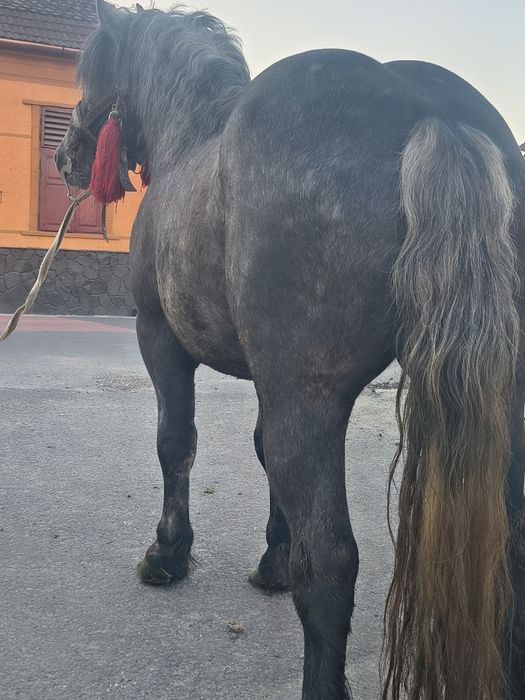 Mânz de 2 ani de vânzare
