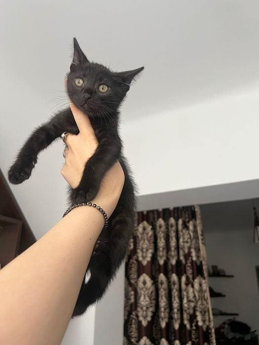 Adopție motănel