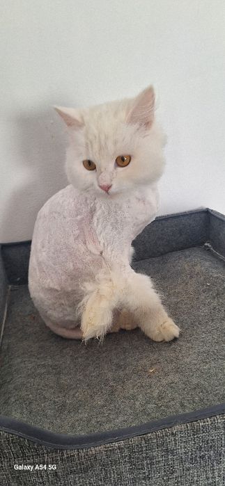 В добрые руки отдам