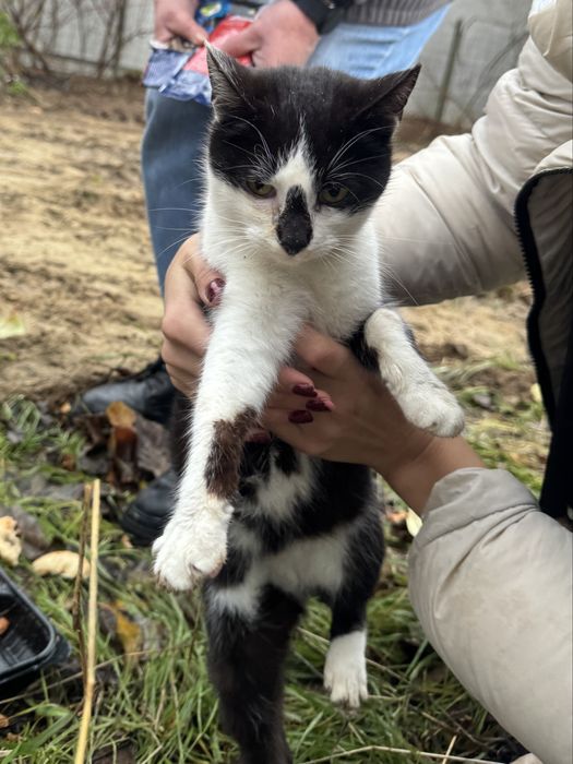 Pisicute Mici spre Adopte Urgent!!