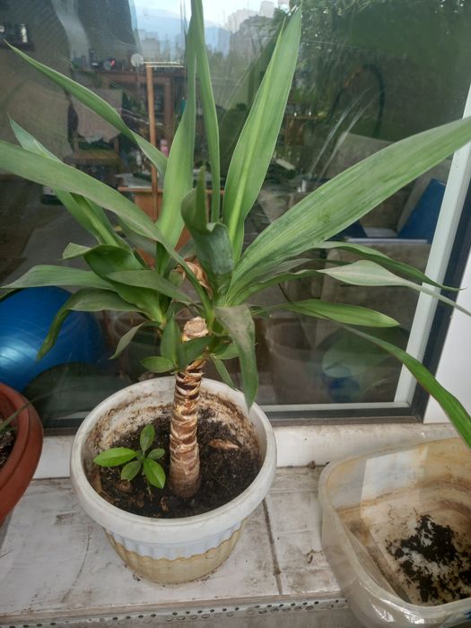 Многогодишен зелен храст. Euonymus japonicus, драцена, лирата,