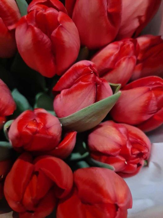 Продам голландские тюльпаны