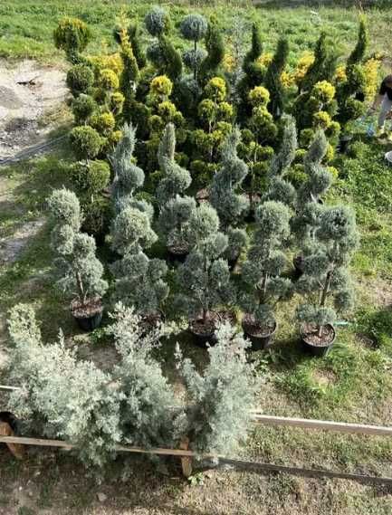 Plante Decorative Viguroase – Verificare Video și Montaj pe Loc