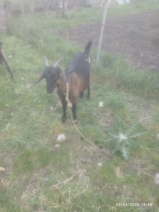 Vând ieduta metis( alpina franceza și tap Anglo Nubian)