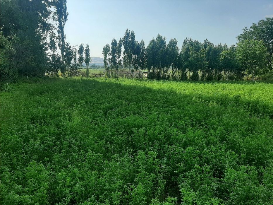 Участка сотилади 10 сотук