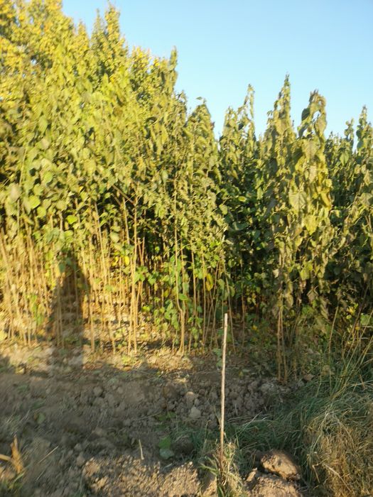 Tut kuchatlari cheklanmagan miqdorda