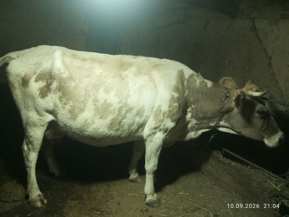 Продам корову цена 550000