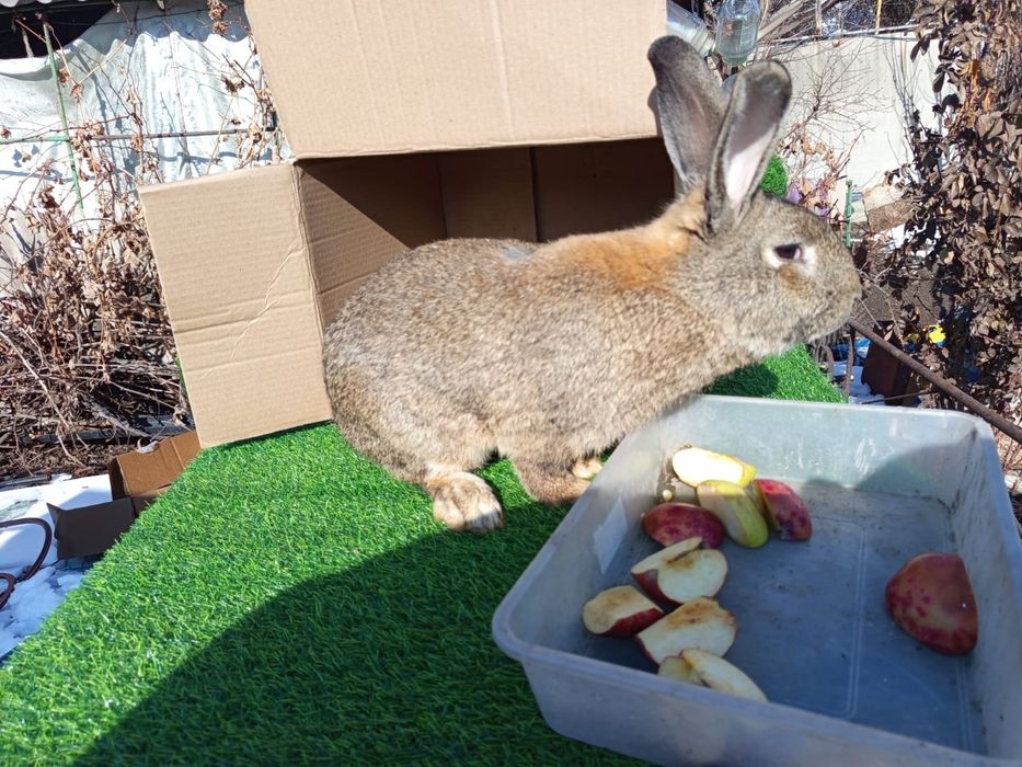 Продам Миксов кроликов