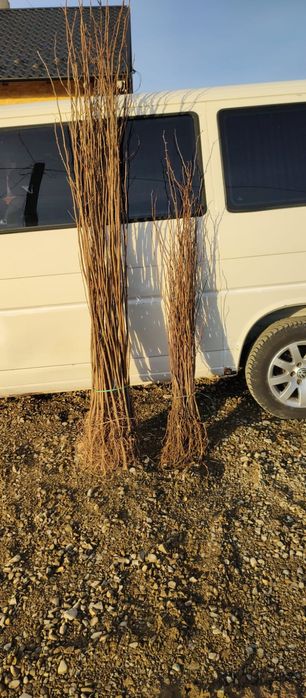 puieți de salcâm pentru împădurirea terenurilor degradate, agricole