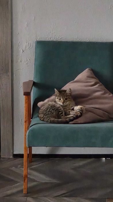 котенок 4 месяца бесплатно