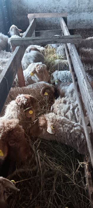 17 de oi mai vechi de vanzare