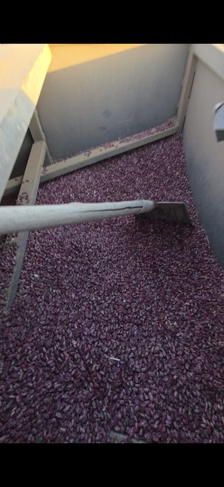 Fasol  nohat chiqaradigan aparat  narxi 140 milyon