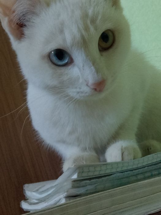 Narxlar kelishiniladi