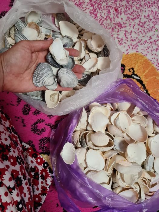 Продам ракушки морские