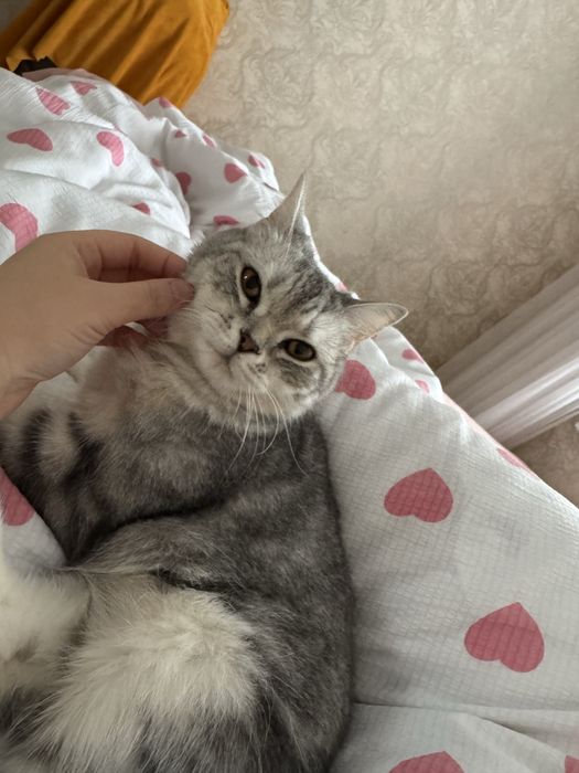 Британская короткошёрстная кошечка