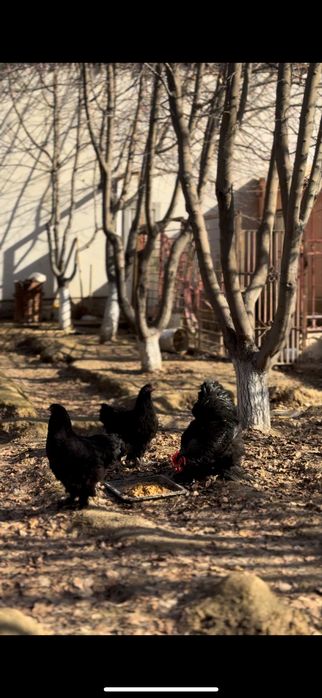 Чорный Гигант брама симейка