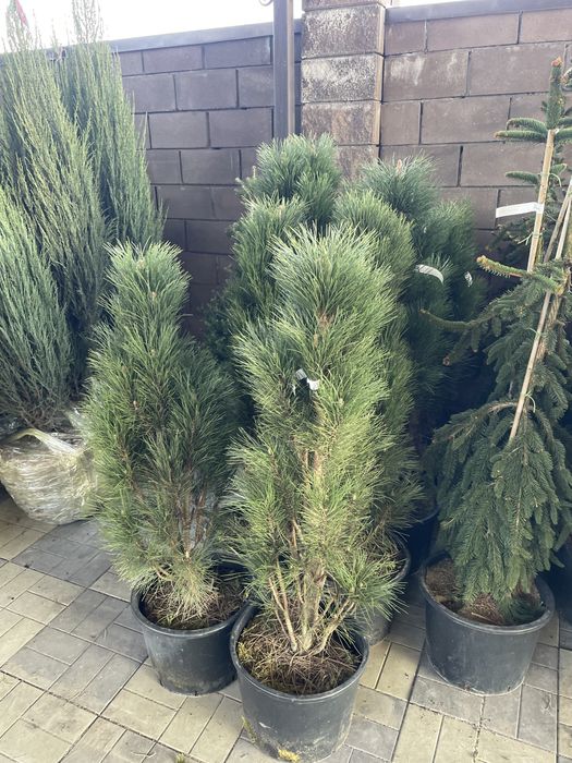 Голубые ели, сибирскеи ели, декоративные ели