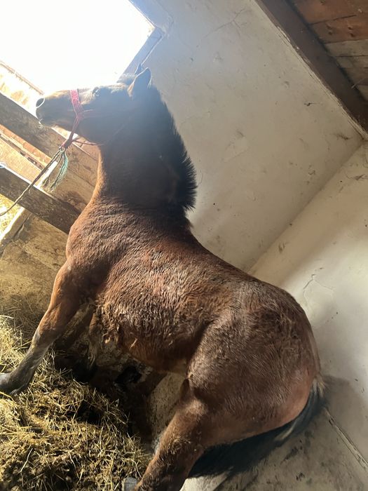 Manz de 8 luni din parinti de 1000 de kg