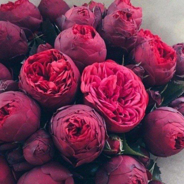 Гул кочат асартимент