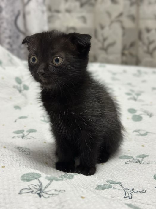 Отдам котят в хорошие руки