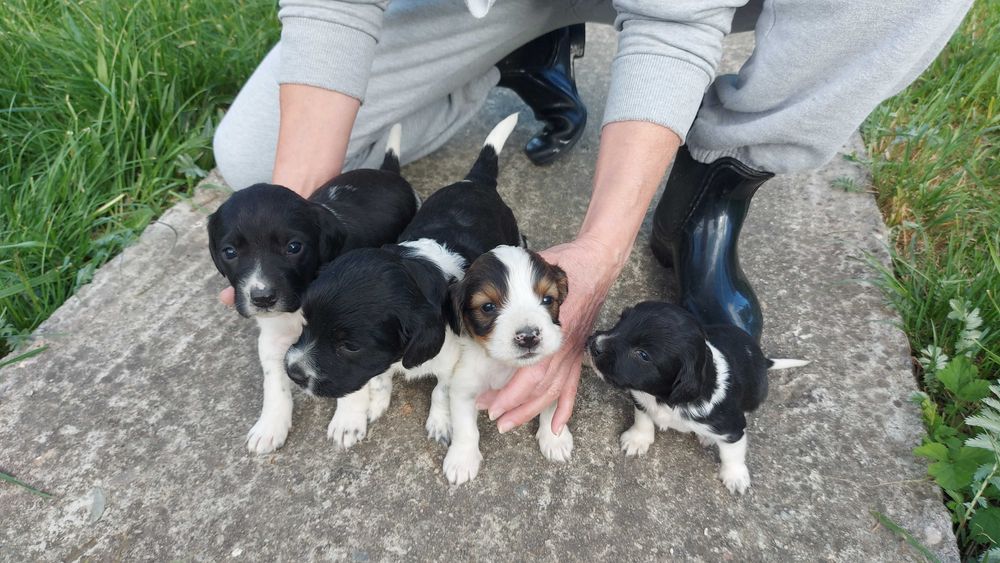 Catei pentru adoptie talie medie