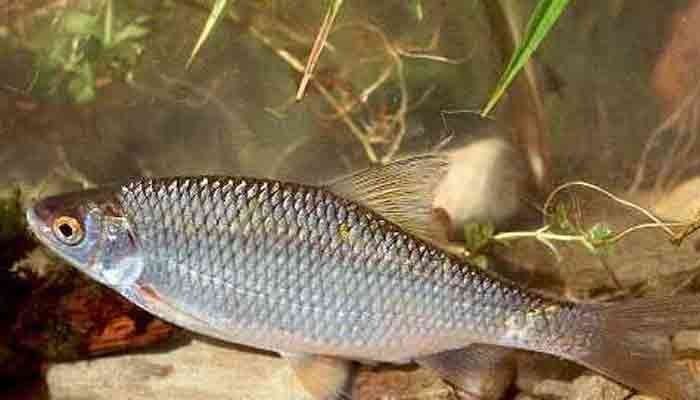 Живец  чебак шустрый