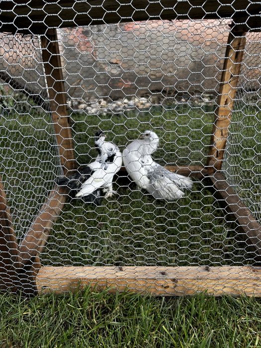 Porumbei diferite rase