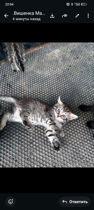 Котята в добрые руки.