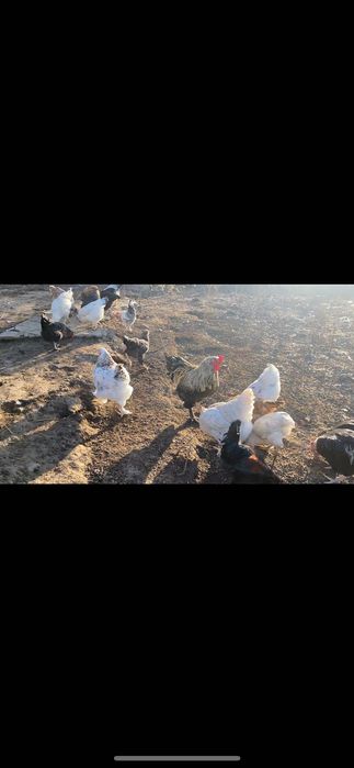 Продавам домашни петли